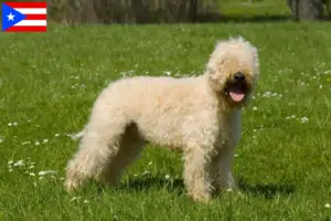 Read more about the article Irish Soft Coated Wheaten Terrier breeders and puppies in Puerto Rico