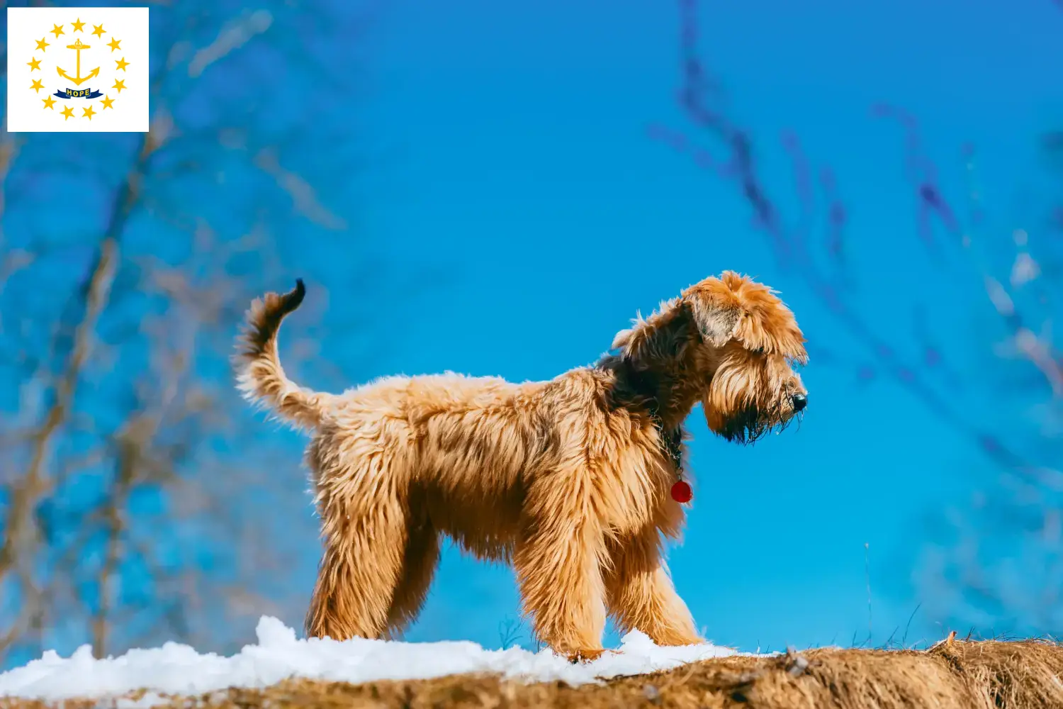 Irish Soft Coated Wheaten Terrier puppies and breeders Rhode Island Find Irish Soft Coated Wheaten Terrier breeders in Rhode Island.