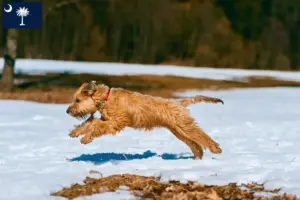 Read more about the article Irish Soft Coated Wheaten Terrier breeders and puppies in South Carolina