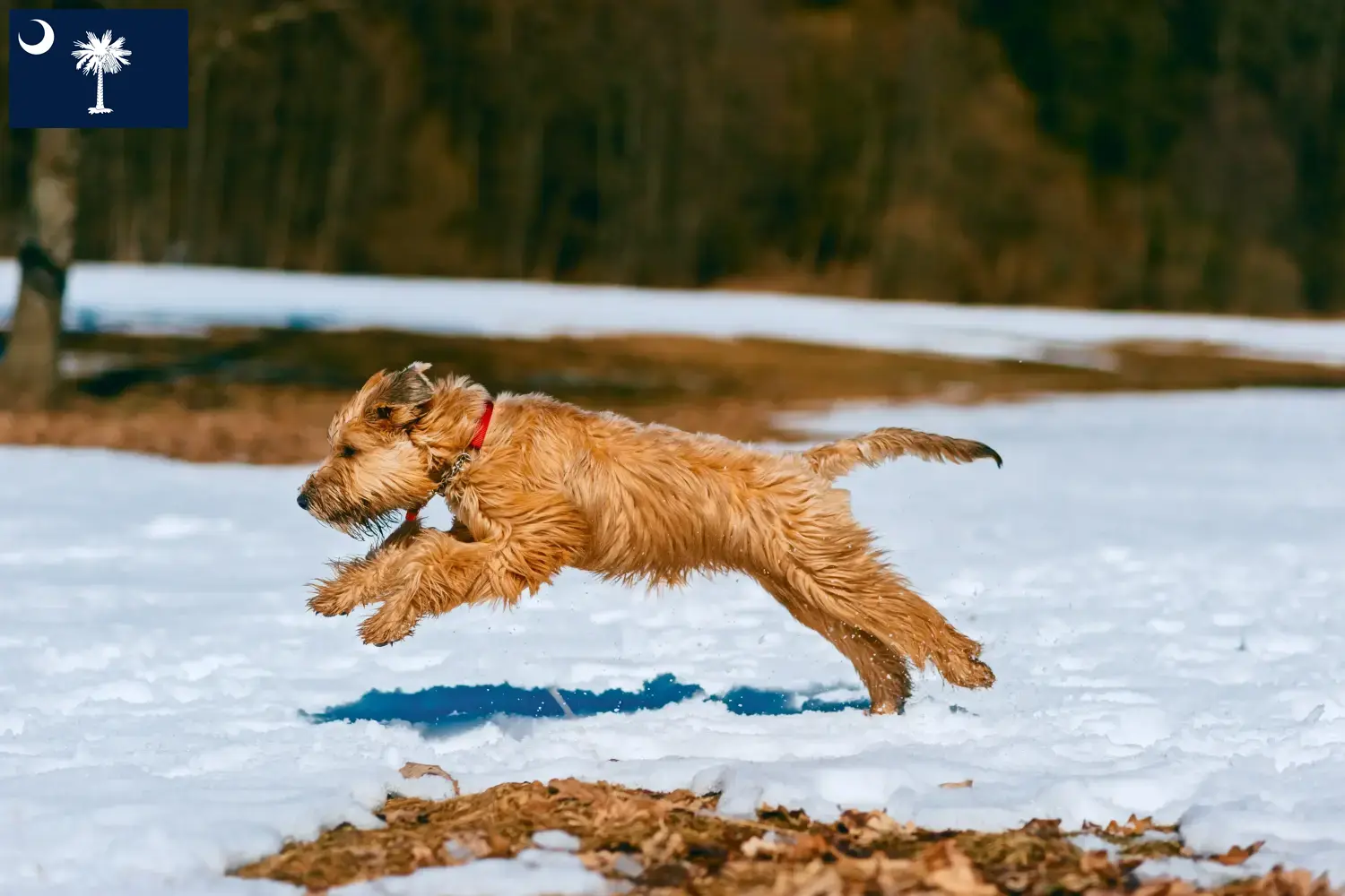Irish Soft Coated Wheaten Terrier puppies and breeders South Carolina Find Irish Soft Coated Wheaten Terrier breeders in South Carolina.