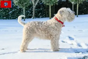 Read more about the article Irish Soft Coated Wheaten Terrier breeders and puppies in Tennessee