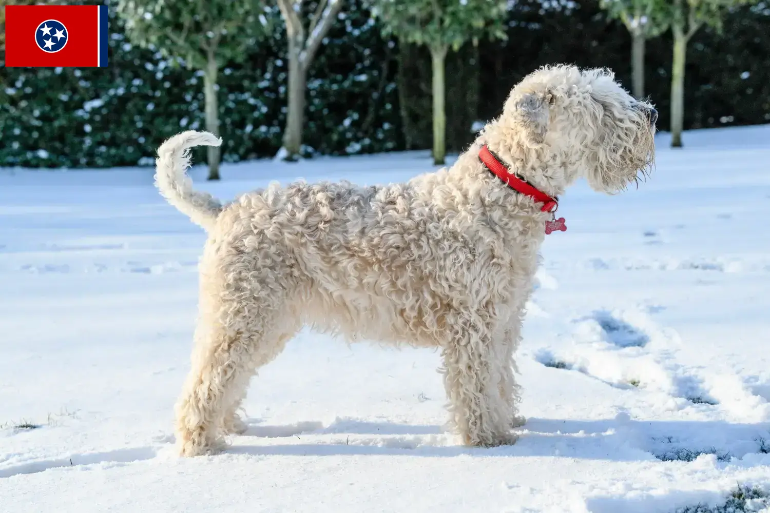 Irish Soft Coated Wheaten Terrier puppies and breeders Tennessee Find Irish Soft Coated Wheaten Terrier breeders in Tennessee.