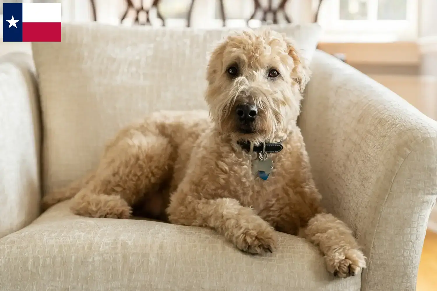 Irish Soft Coated Wheaten Terrier puppies and breeders Texas Find Irish Soft Coated Wheaten Terrier breeders in Texas.