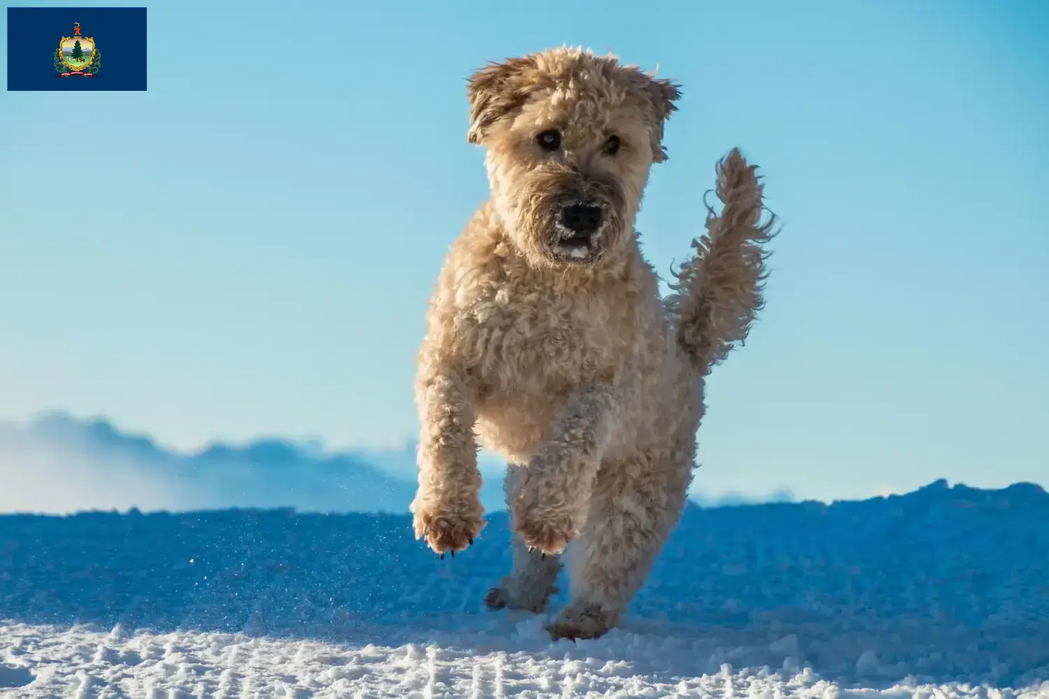 Irish Soft Coated Wheaten Terrier puppies and breeders Vermont Find Irish Soft Coated Wheaten Terrier breeders in Vermont.