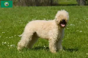 Read more about the article Irish Soft Coated Wheaten Terrier breeders and puppies in Washington