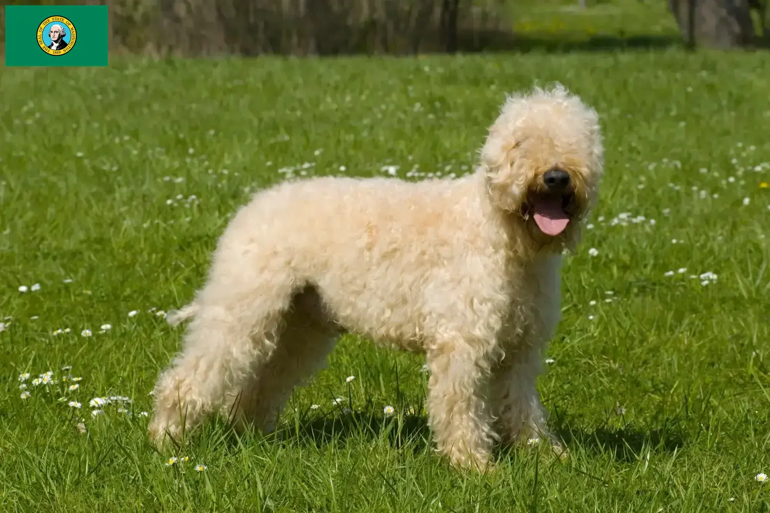 Irish Soft Coated Wheaten Terrier puppies and breeders Washington Find Irish Soft Coated Wheaten Terrier breeders in Washington here.