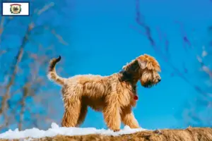 Read more about the article Irish Soft Coated Wheaten Terrier breeders and puppies in West Virginia