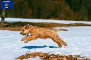 Read more about the article Irish Soft Coated Wheaten Terrier breeders and puppies in Wisconsin
