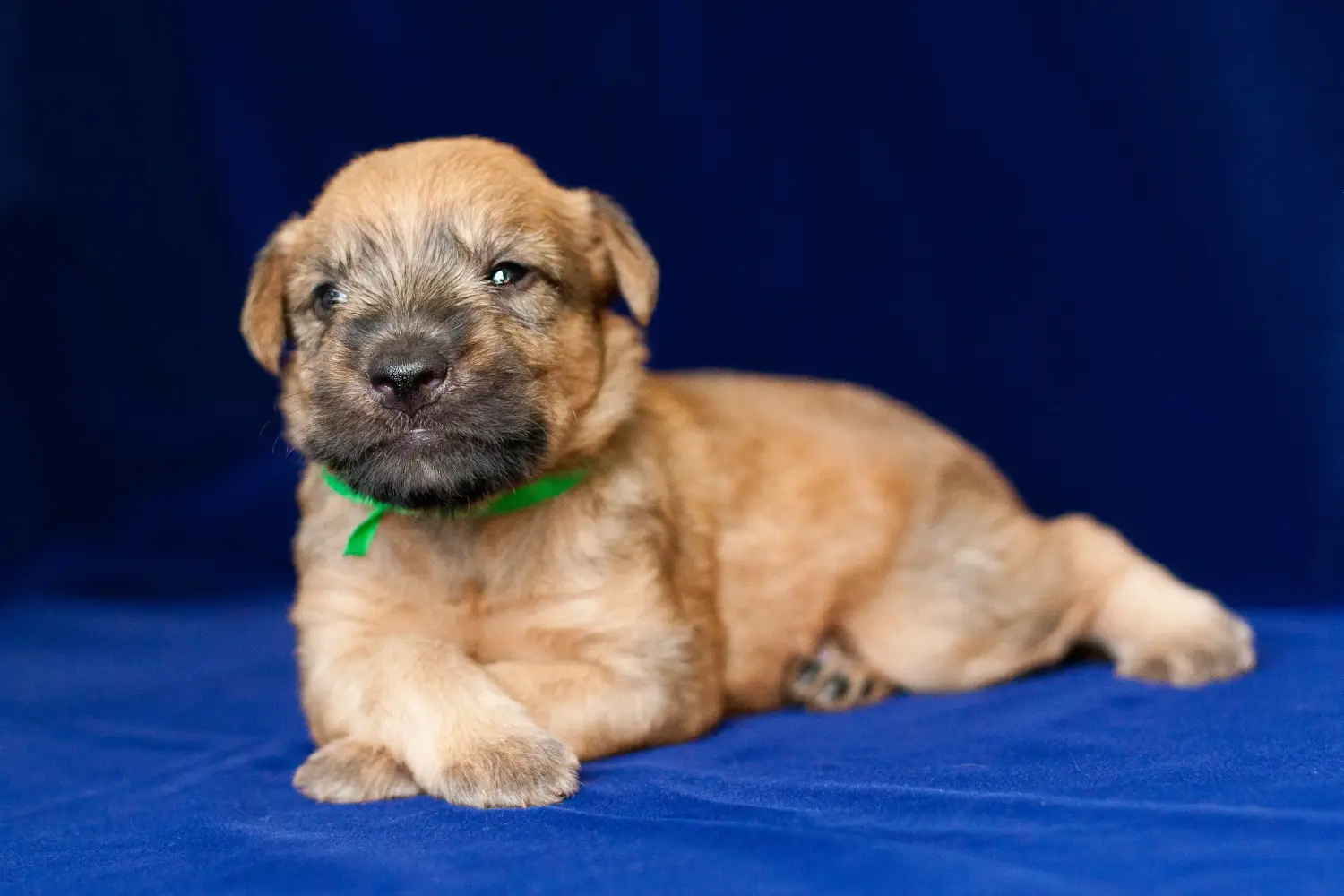 Buying an Irish Soft Coated Wheaten Terrier puppy means taking responsibility! Buy Irish Soft Coated Wheaten Terrier puppies.