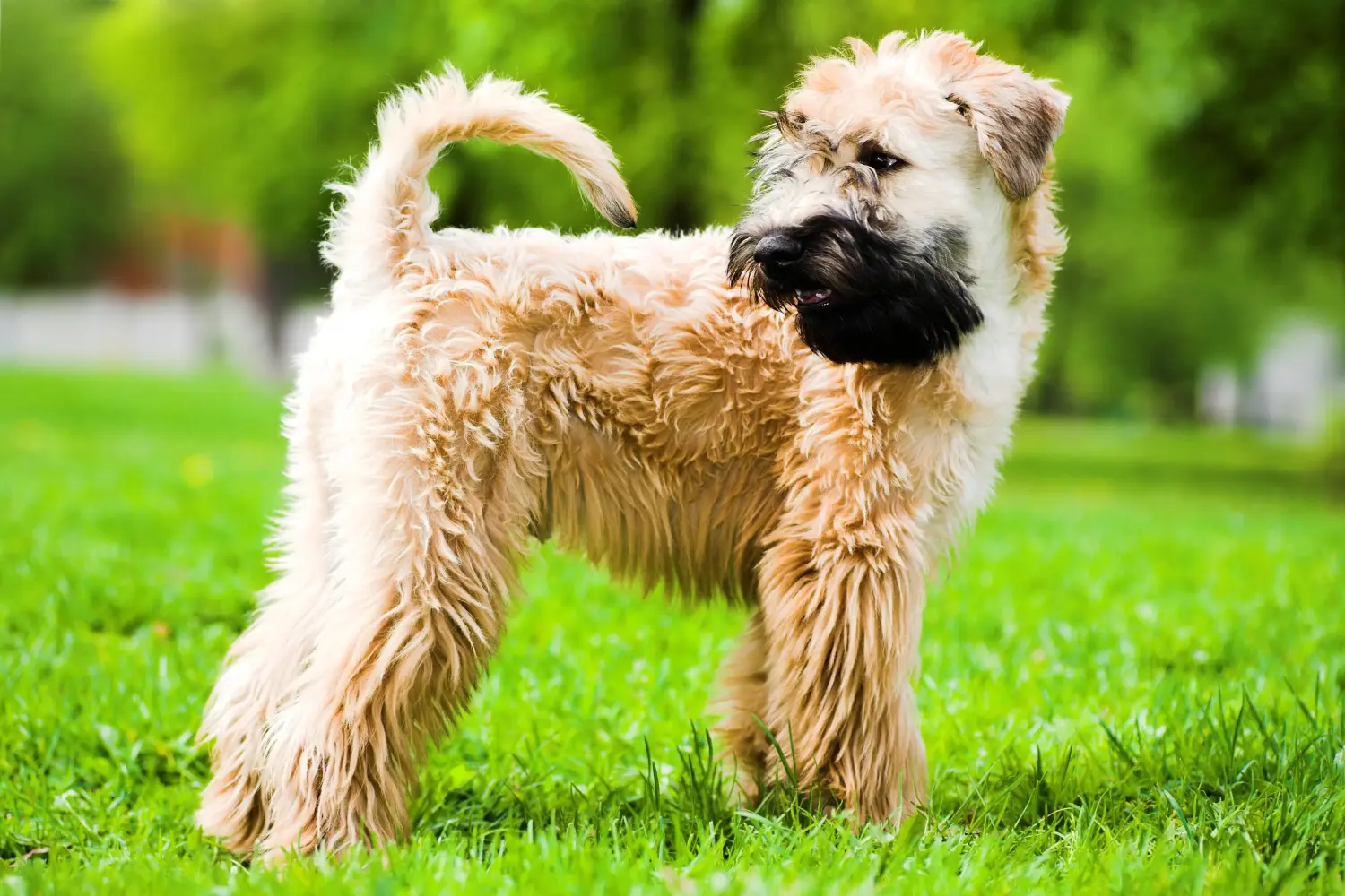 Buying an Irish Soft Coated Wheaten Terrier puppy means taking responsibility! Buy Irish Soft Coated Wheaten Terrier puppies.
