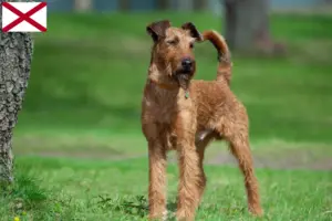 Read more about the article Irish Terrier breeders and puppies in Alabama