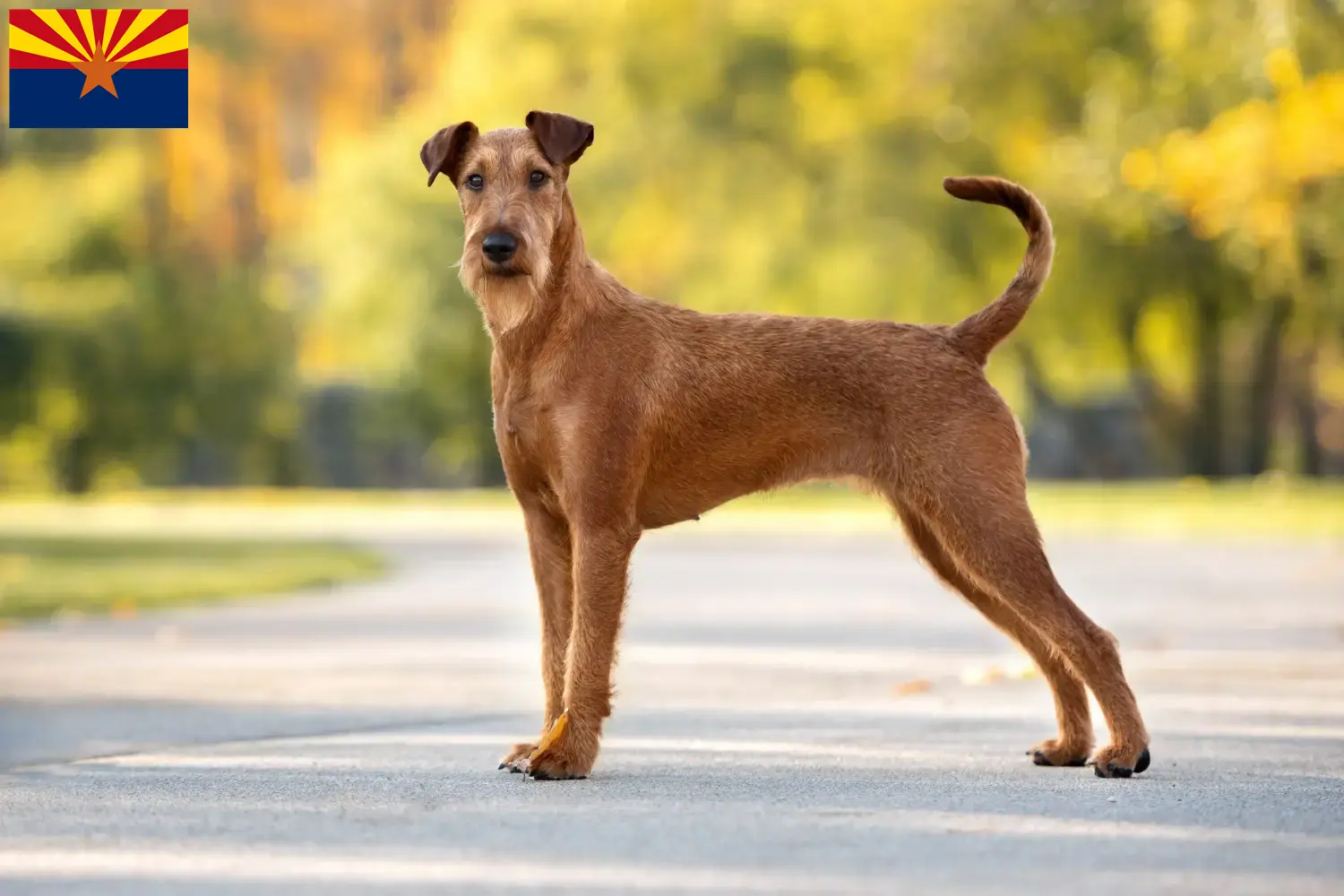 Irish Terrier puppies and breeder Arizona Find Irish Terrier breeders in Arizona.