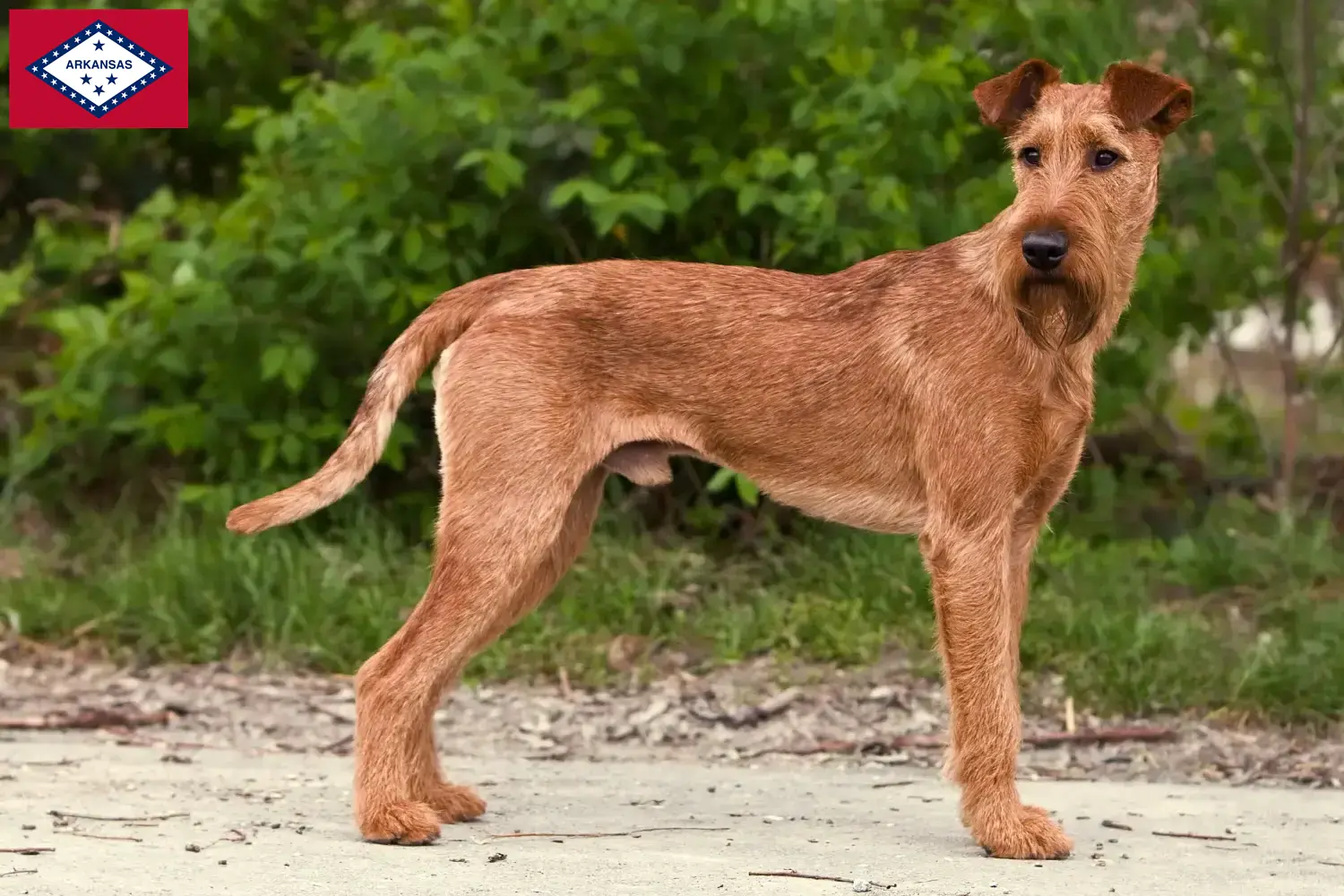 Irish Terrier puppies and breeders Arkansas Find Irish Terrier breeders in Arkansas here.