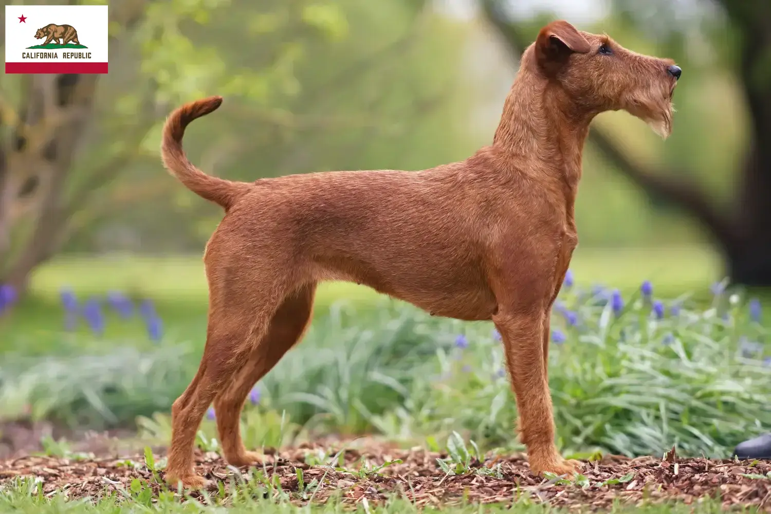 Irish Terrier puppies and breeder California Find Irish Terrier breeders in California here.