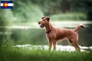 Read more about the article Irish Terrier breeders and puppies in Colorado