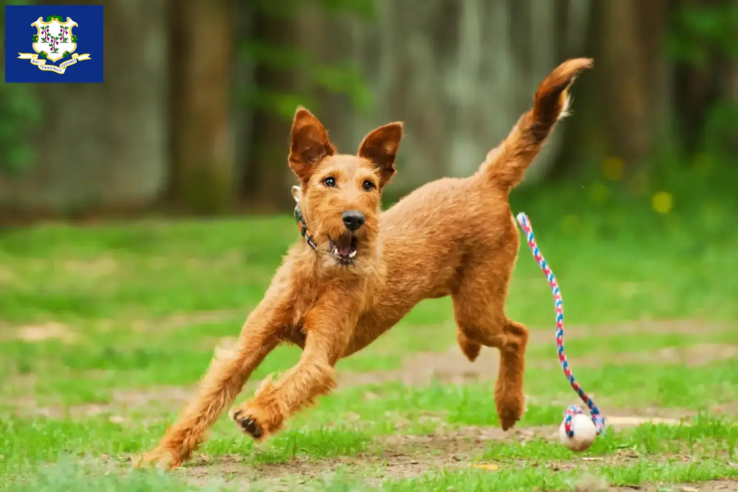 Irish Terrier puppies and breeders Connecticut Find Irish Terrier breeders in Connecticut.