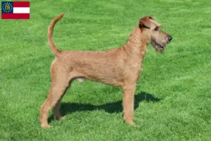 Read more about the article Irish Terrier breeders and puppies in Georgia