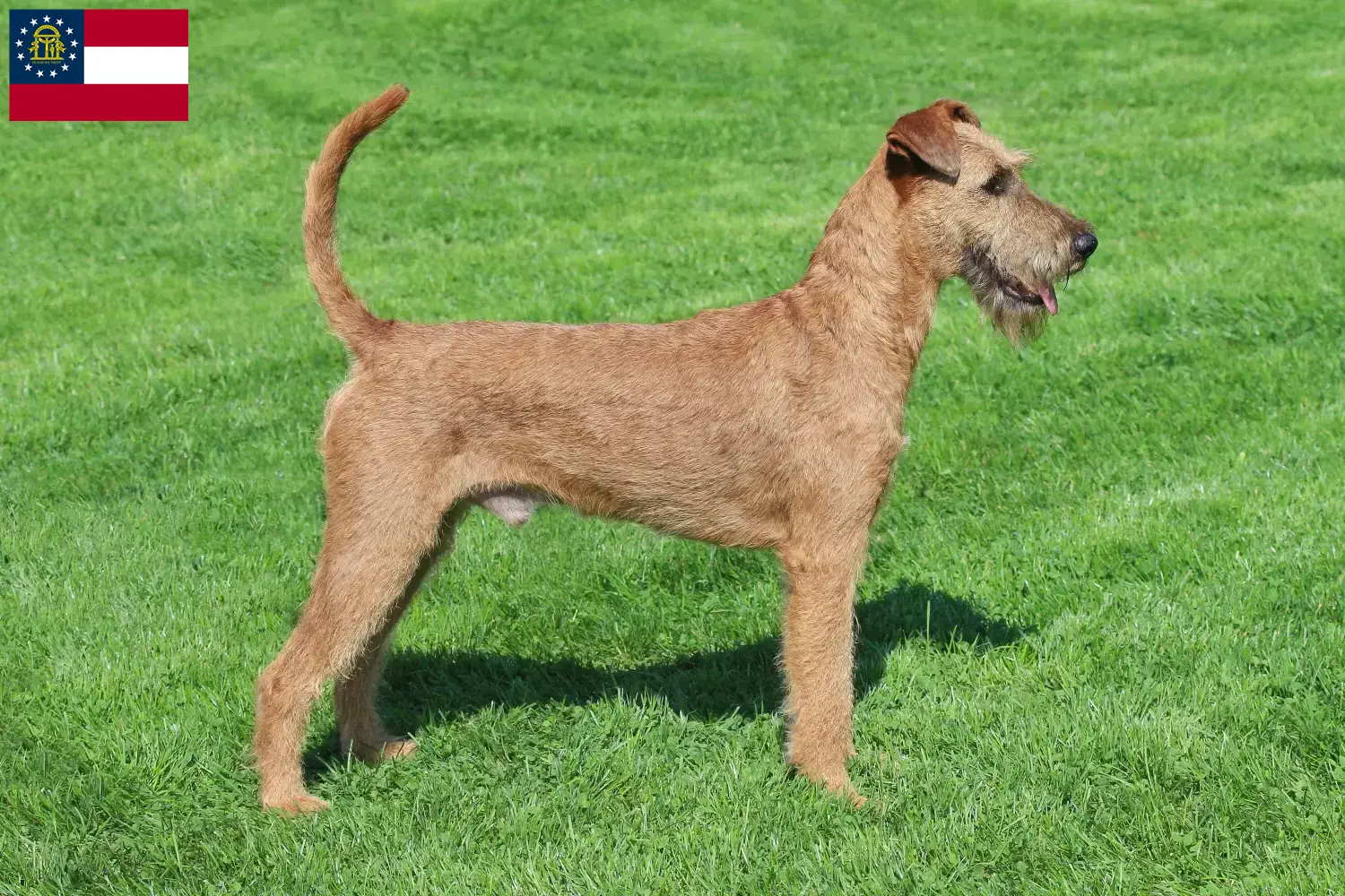 Read more about the article Irish Terrier breeders and puppies in Georgia