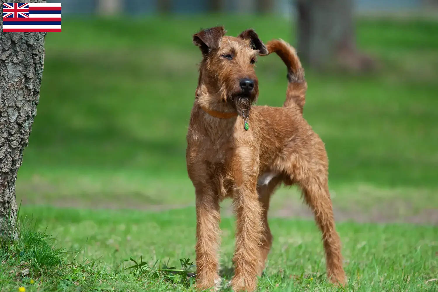 Irish Terrier puppies and breeders Hawaii Find Irish Terrier breeders in Hawaii here.
