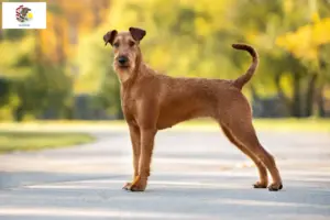 Read more about the article Irish Terrier breeders and puppies in Illinois