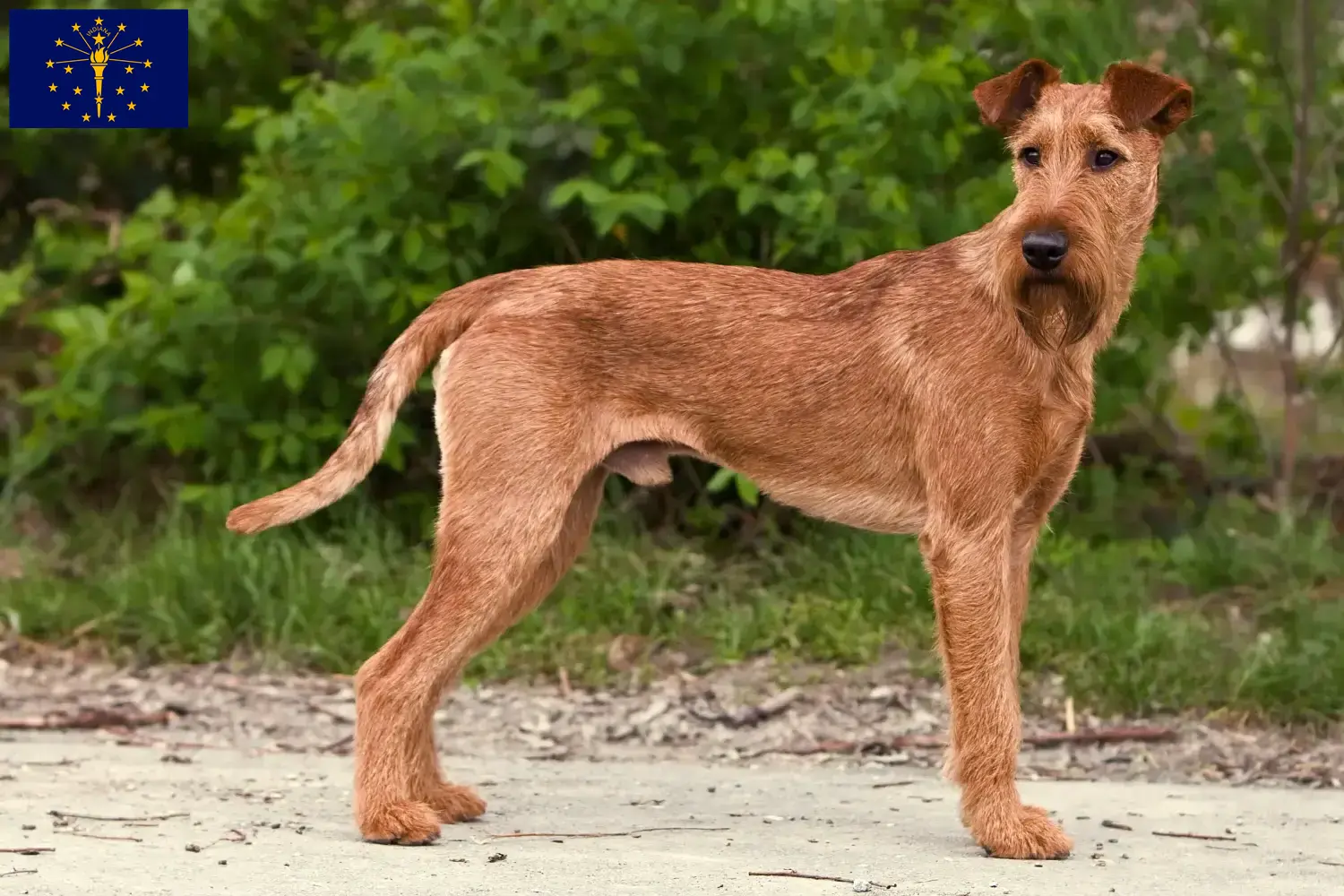 Read more about the article Irish Terrier breeders and puppies in Indiana
