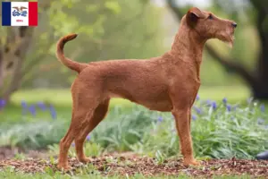 Read more about the article Irish Terrier breeders and puppies in Iowa