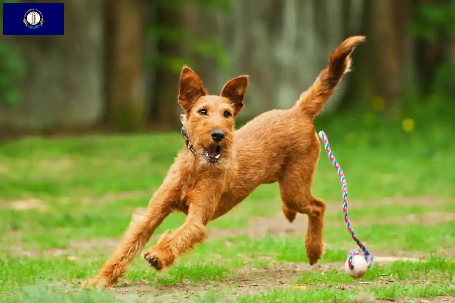 Read more about the article Irish Terrier breeders and puppies in Kentucky
