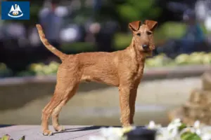 Read more about the article Irish Terrier breeders and puppies in Louisiana