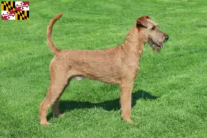 Read more about the article Irish Terrier breeders and puppies in Maryland