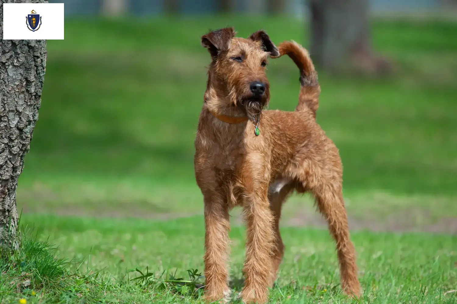 Read more about the article Irish Terrier Breeders and Puppies in Massachusetts
