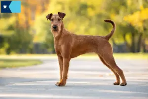 Read more about the article Irish Terrier breeders and puppies in Minnesota
