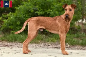 Read more about the article Irish Terrier Breeders and Puppies in Mississippi