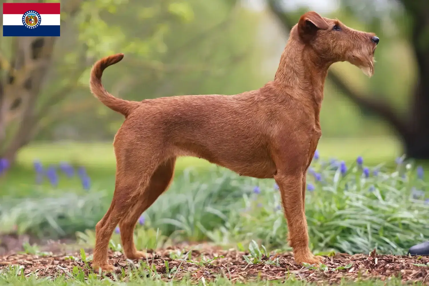 Read more about the article Irish Terrier breeders and puppies in Missouri