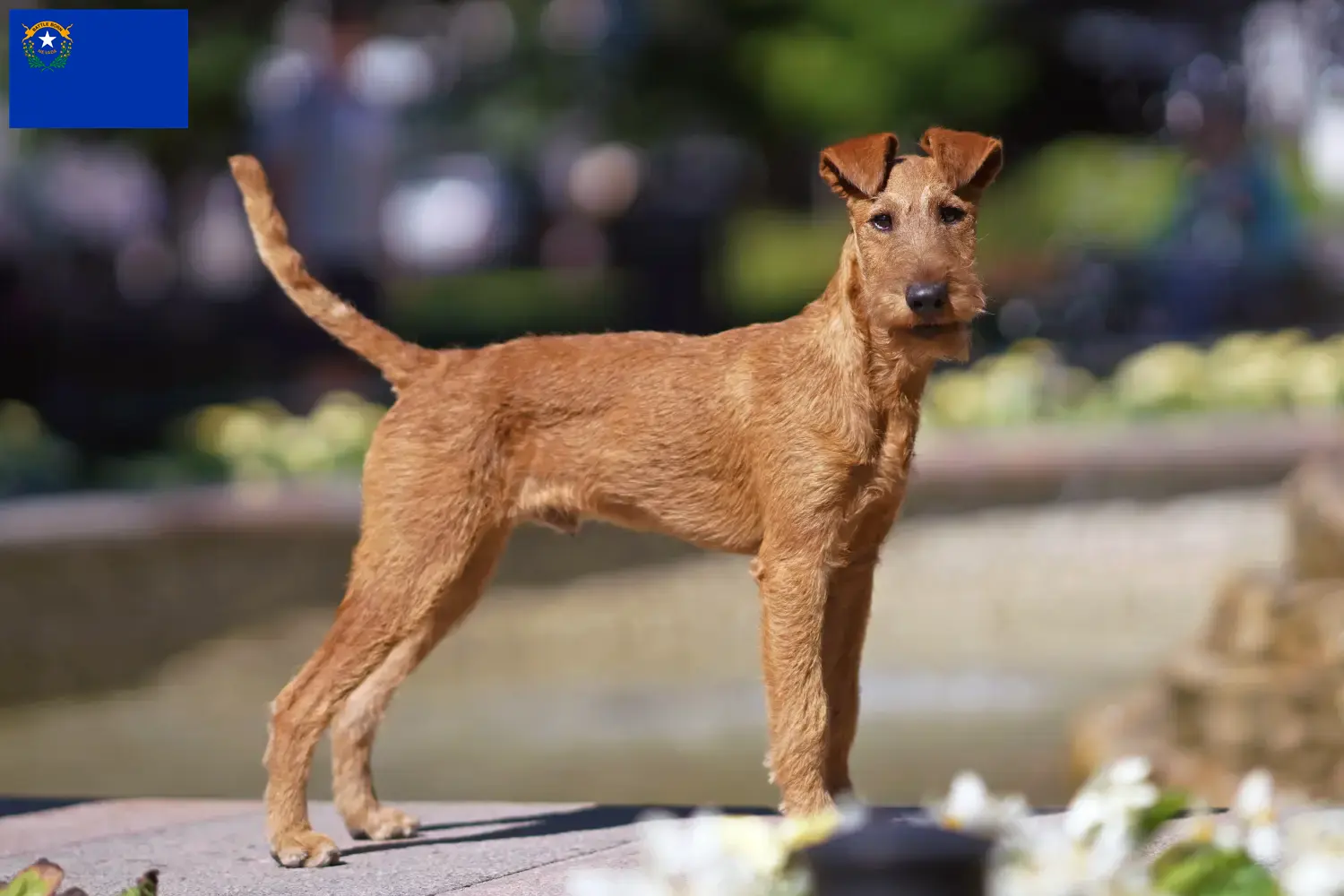 Read more about the article Irish Terrier breeders and puppies in Nevada