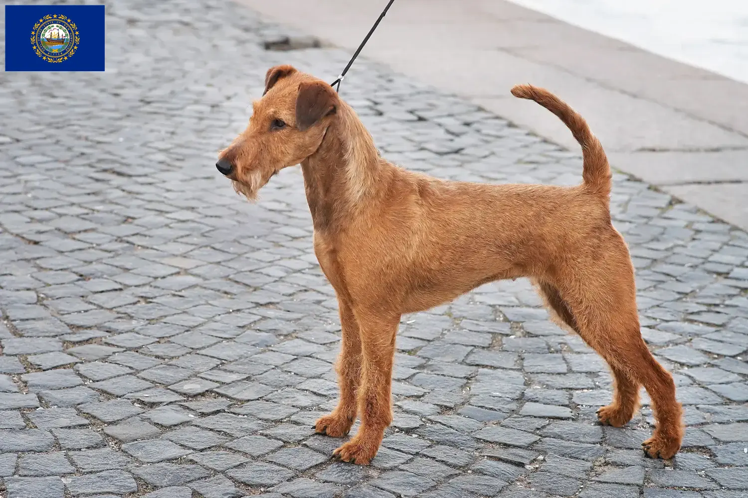Read more about the article Irish Terrier Breeders and Puppies in New Hampshire