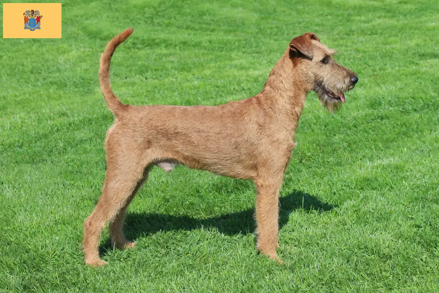 Read more about the article Irish Terrier Breeders and Puppies in New Jersey