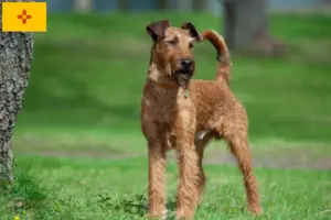 Read more about the article Irish Terrier Breeders and Puppies in New Mexico