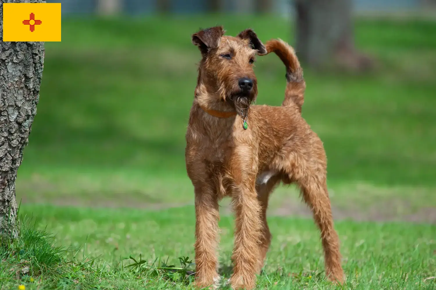 Read more about the article Irish Terrier Breeders and Puppies in New Mexico