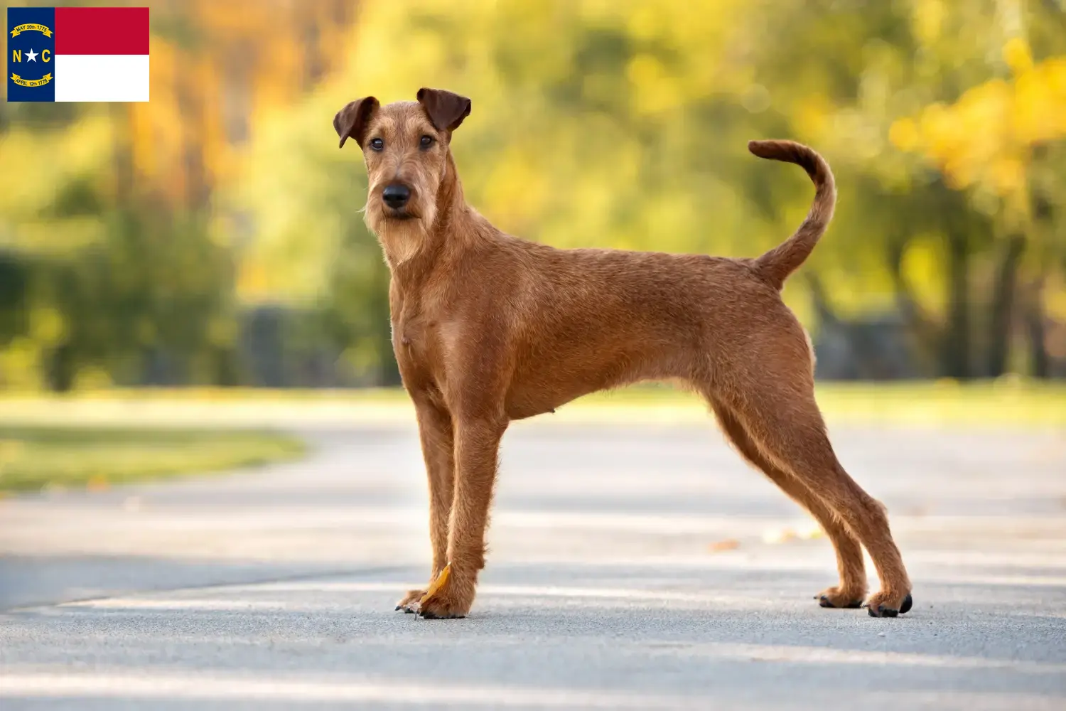 Read more about the article Irish Terrier breeders and puppies in North Carolina