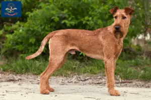 Read more about the article Irish Terrier breeders and puppies in North Dakota