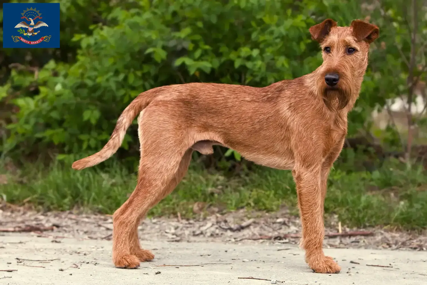 Read more about the article Irish Terrier breeders and puppies in North Dakota