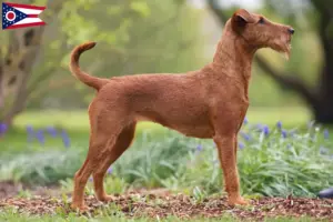 Read more about the article Irish Terrier breeders and puppies in Ohio
