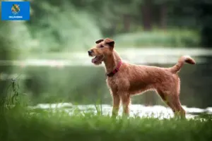 Read more about the article Irish Terrier breeders and puppies in Oklahoma