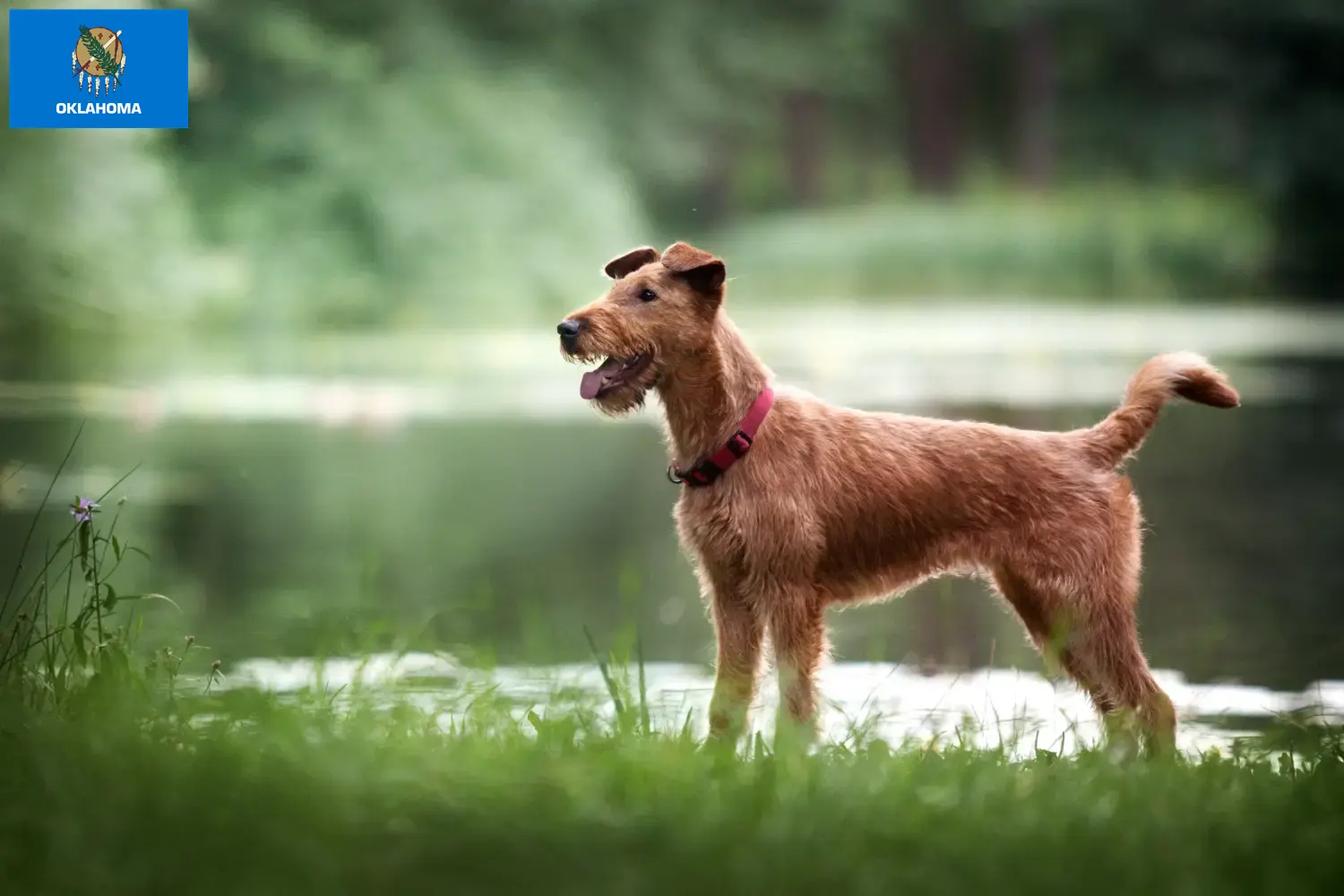 Read more about the article Irish Terrier breeders and puppies in Oklahoma