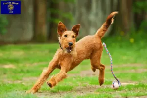 Read more about the article Irish Terrier breeders and puppies in Oregon