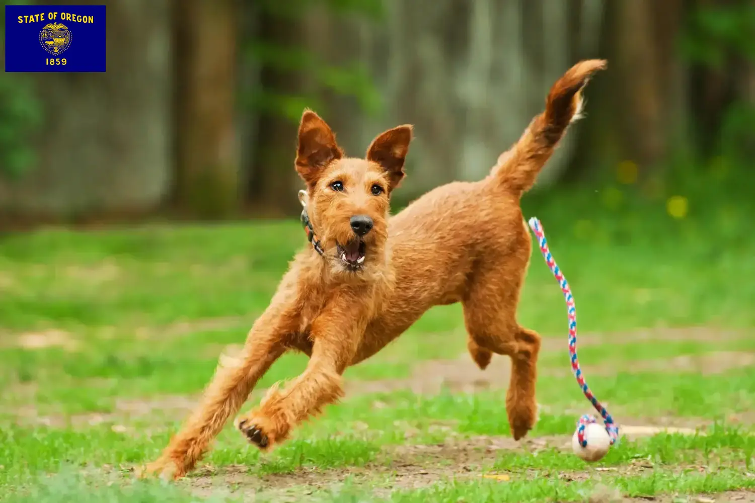 Irish Terrier puppies and breeder Oregon Find Irish Terrier breeders in Oregon here.