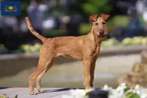 Read more about the article Irish Terrier breeders and puppies in Pennsylvania