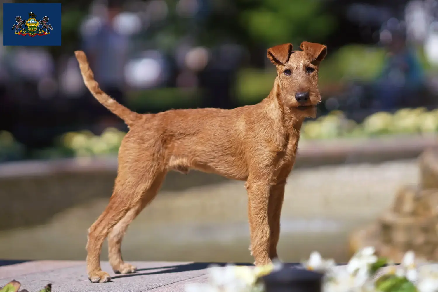 Read more about the article Irish Terrier breeders and puppies in Pennsylvania