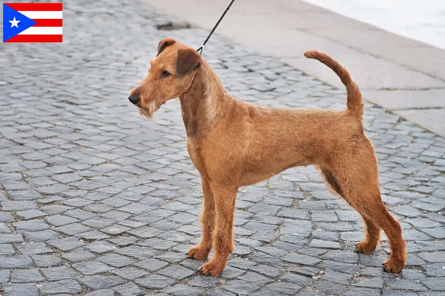 Read more about the article Irish Terrier breeders and puppies in Puerto Rico