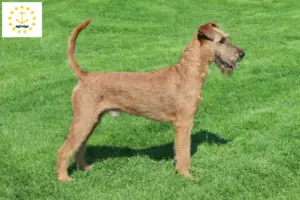 Read more about the article Irish Terrier Breeders and Puppies in Rhode Island
